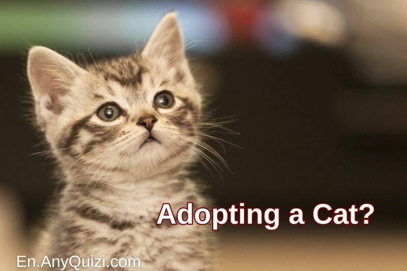 Discover if Adopting a Cat is Right for You with This Quiz  - AnyQuizi