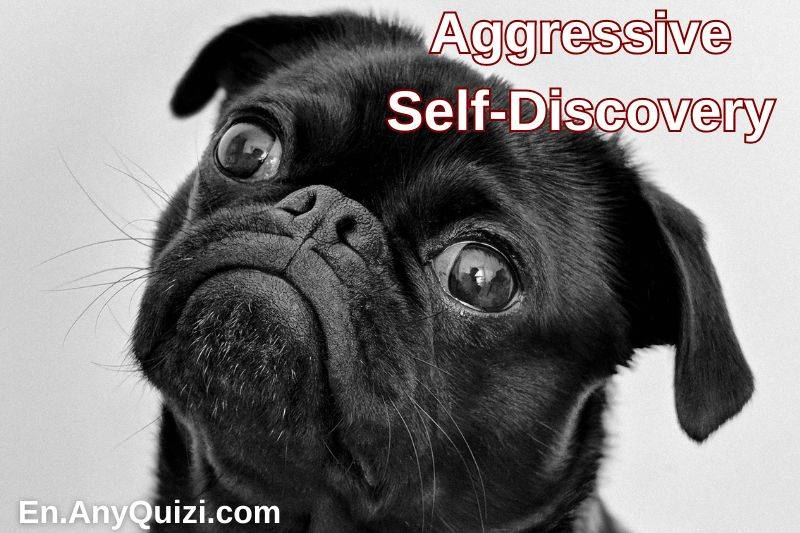 Aggressive Self-Discovery Test  - AnyQuizi